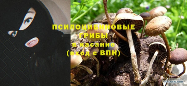 гашик Арсеньев